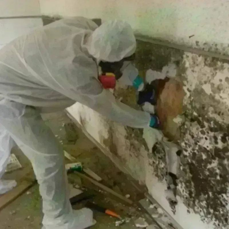 Mold Remediation and Removal in Edinburgh, IN